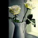 White Roses
