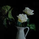 White Roses 1 