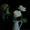 White Roses 1 