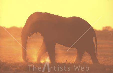 Elephant backlit at sunrise by David Godny (www.davidgodny.com)