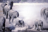 Rush to water by David Godny (www.davidgodny.com)