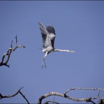 Heron Take Off by David Godny (www.davidgodny.com)