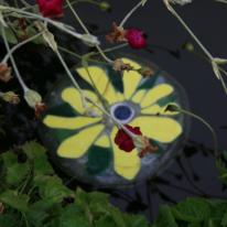 lilies floating on pond