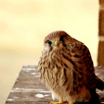 Kestral by Sam Hill