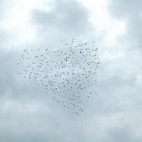 Brighton Flocks by  Sharon Kilgannon