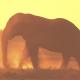 Elephant backlit at… | | | photograph Elephant backlit at…