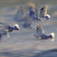 Doves take flight by…