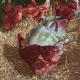 Rustic hens by Paul…