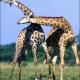 Giraffes Necking by…