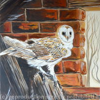 Barn owl