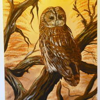 Tawny owl