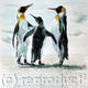 Penguin talk
