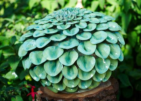 Frances Doherty - Lime Green Dahlia