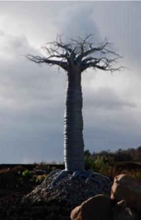 Will Jordan - Baobab Tree