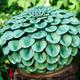 Frances Doherty - Lime…