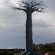 Will Jordan - Baobab…