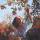 autumn apples last crop