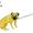 alphabet of dogs Pug