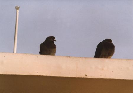 Pigeons