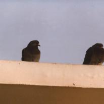 Pigeons