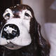 Spaniel