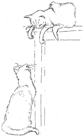 cats playing