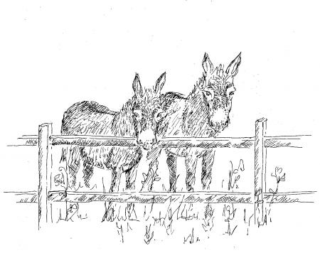 donkeys