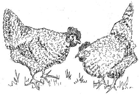 hens