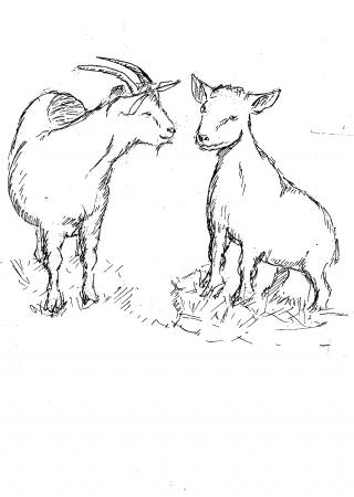 goats
