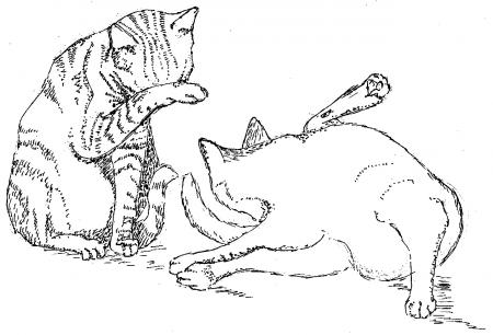 cats washing