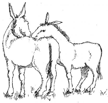two donkeys