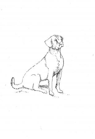 labrador