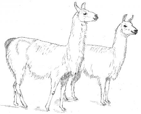 two llamas