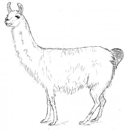 LLama