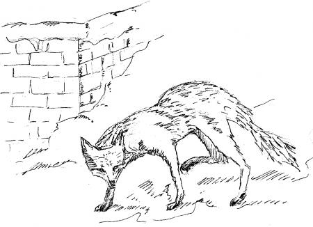 the old fox
