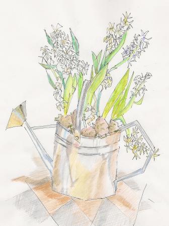 white hyacinths