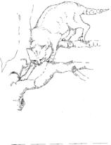 cat in a tree