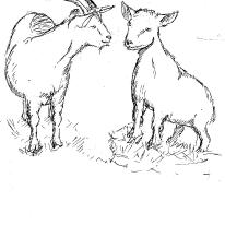 goats