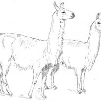 two llamas