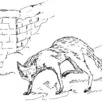 the old fox
