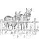 donkeys | £1 | 15 x 10cm | pen and ink donkeys