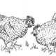 hens | £1 | | pen and ink hens