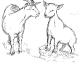 goats | £1 | 15 x 10cm | pen and ink goats