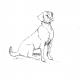 labrador | £1 | 15 x 10cm | pen and ink labrador