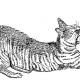 yawning cat