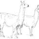 two llamas