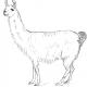 LLama