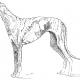 greyhound