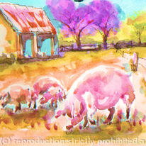 Pinky Porkers