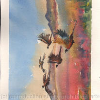 Image2.jpgpheasant on the moors